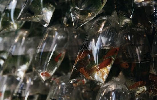 Final Free Mosquitofish Giveaway in Northdale Aims to Curb Mosquitoes Amid Dengue Concerns in Hillsborough County