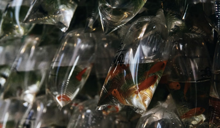 Final Free Mosquitofish Giveaway in Northdale Aims to Curb Mosquitoes Amid Dengue Concerns in Hillsborough County