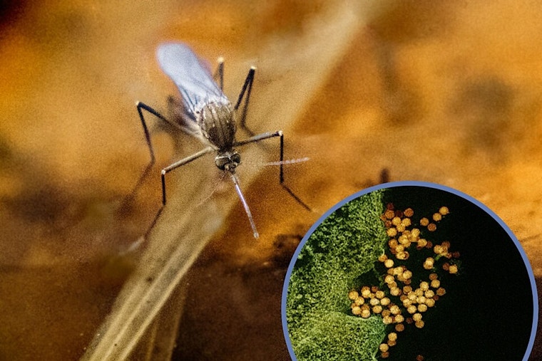 First Human Case of West Nile Virus Confirmed in Salt Lake County This Year