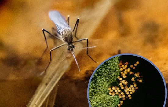 First Human Case of West Nile Virus Confirmed in Salt Lake County This Year
