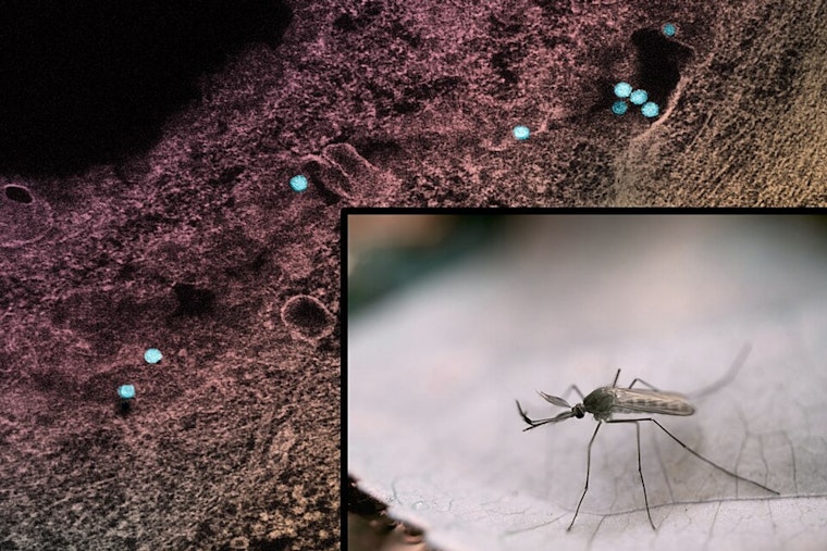 Fort Collins to Spray for Mosquitoes Amid West Nile Virus Concerns, Scheduled Disruption for Northeast Residents