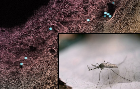 Fort Collins to Spray for Mosquitoes Amid West Nile Virus Concerns, Scheduled Disruption for Northeast Residents