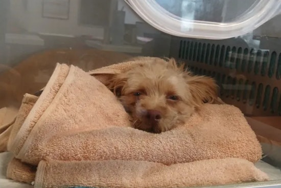 Fort Lauderdale Fire Rescue Saves Pooch from Pool, Provides Critical Care for Another in Week of Canine Rescues