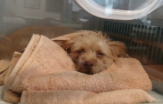 Fort Lauderdale Fire Rescue Saves Pooch from Pool, Provides Critical Care for Another in Week of Canine Rescues
