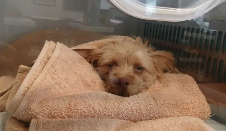 Fort Lauderdale Fire Rescue Saves Pooch from Pool, Provides Critical Care for Another in Week of Canine Rescues
