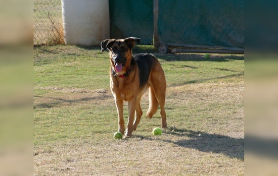 Fountain Hills Announces End of Contract with ACES for Animal Control Services, Town Seeks New Solutions