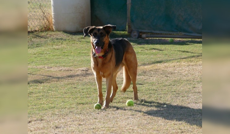 Fountain Hills Announces End of Contract with ACES for Animal Control Services, Town Seeks New Solutions