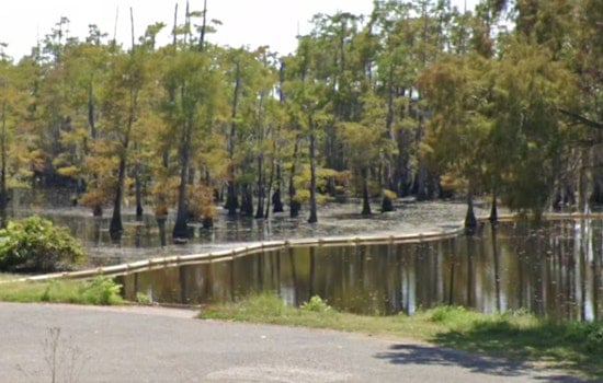 Four Winnfield Men Cited for Illegal Alligator Hunting in Louisiana's Saline Lake
