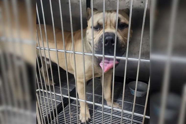 Gahanna Police Seek Community's Help to Reunite Lost Dog with Owner
