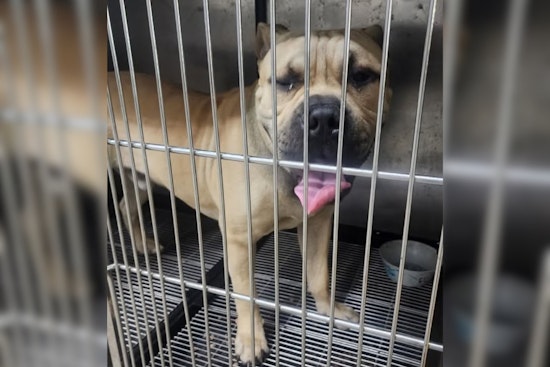 Gahanna Police Seek Community's Help to Reunite Lost Dog with Owner