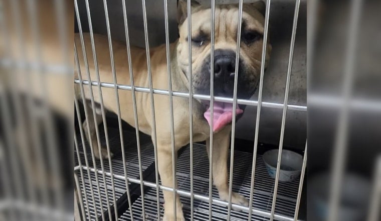 Gahanna Police Seek Community's Help to Reunite Lost Dog with Owner