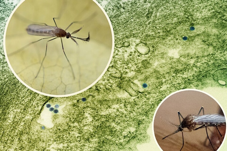 Gahanna to Begin Mosquito Spraying at Dusk Amid West Nile Virus Concerns