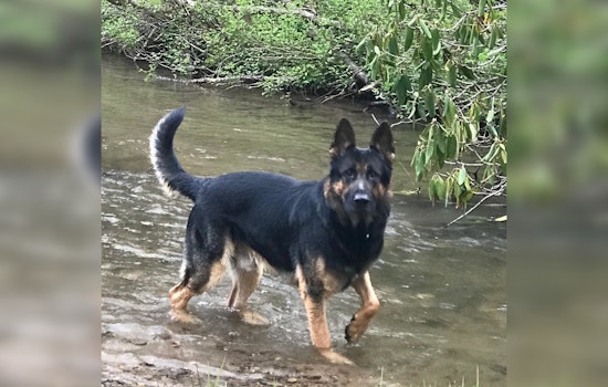 Gainesville Community Mourns the Loss of Beloved Retired K9 Officer Rex