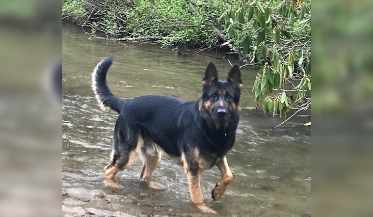 Gainesville Community Mourns the Loss of Beloved Retired K9 Officer Rex