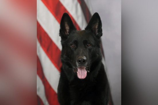 Galt Police Department Mourns the Loss of Beloved Retired K9 Officer Kane