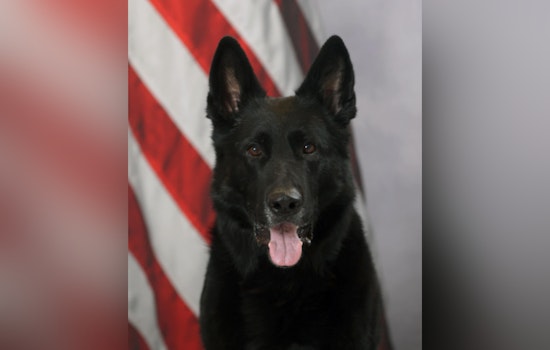Galt Police Department Mourns the Loss of Beloved Retired K9 Officer Kane