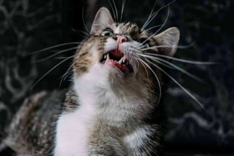 Gaston County Confirms 12th and 13th Rabies Cases of 2025, Urges Pet Vaccinations in Stanley and Gastonia
