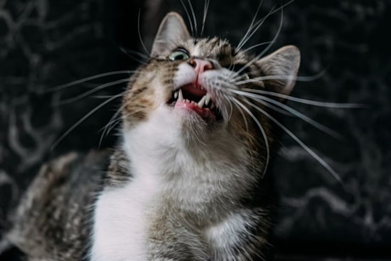 Gaston County Confirms 12th and 13th Rabies Cases of 2025, Urges Pet Vaccinations in Stanley and Gastonia