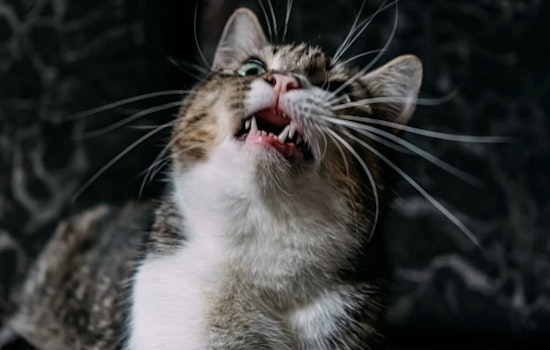 Gaston County Confirms 12th and 13th Rabies Cases of 2025, Urges Pet Vaccinations in Stanley and Gastonia