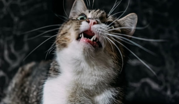 Gaston County Confirms 12th and 13th Rabies Cases of 2025, Urges Pet Vaccinations in Stanley and Gastonia