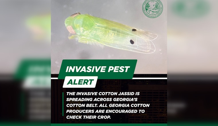 Georgia Agriculture Commissioner Warns of Cotton Jassid Threat to State's Crop Yields