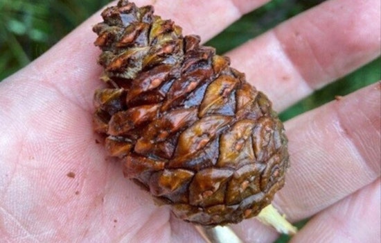 Get Paid for Pine Cones, Wisconsin DNR's Reforestation Effort Pays Locals for Nature's Bounty