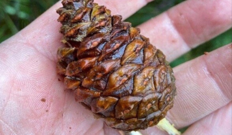 Get Paid for Pine Cones, Wisconsin DNR's Reforestation Effort Pays Locals for Nature's Bounty