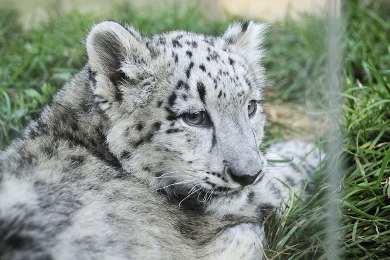 Grand Rapids' John Ball Zoo Welcomes Endangered Snow Leopard Cub, Fuels Conservation Hope