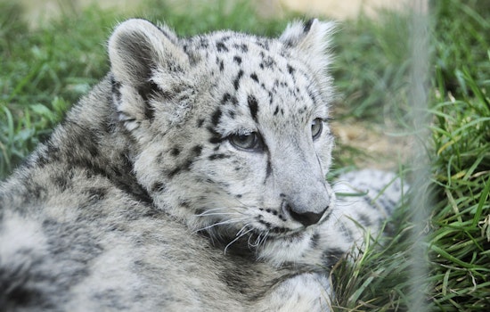Grand Rapids' John Ball Zoo Welcomes Endangered Snow Leopard Cub, Fuels Conservation Hope