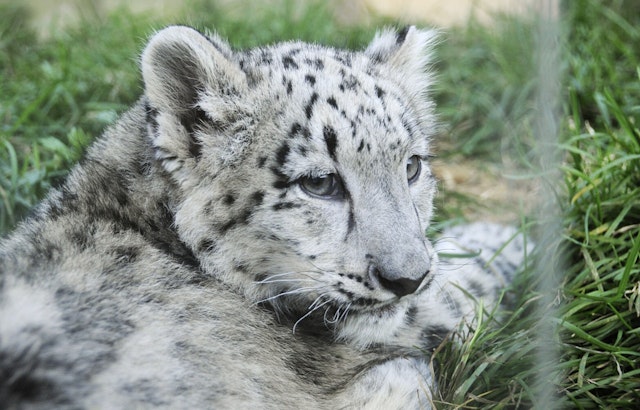 Grand Rapids' John Ball Zoo Welcomes Endangered Snow Leopard Cub, Fuels Conservation Hope