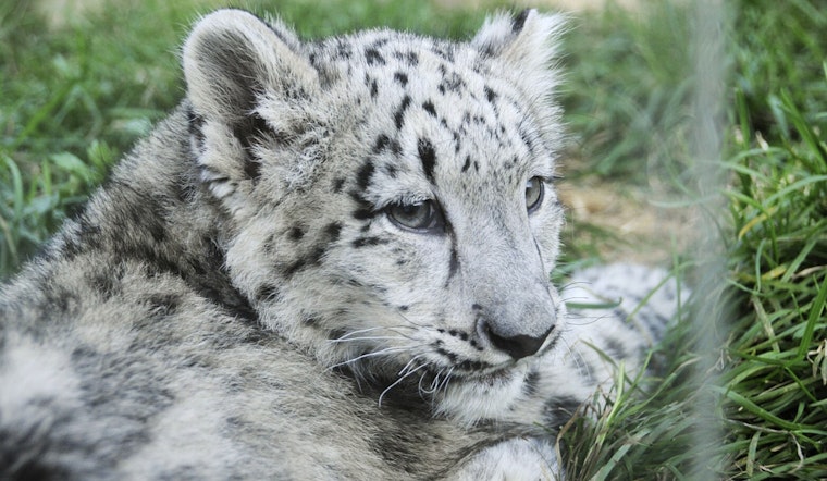 Grand Rapids' John Ball Zoo Welcomes Endangered Snow Leopard Cub, Fuels Conservation Hope