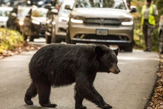 Great Smoky Mountains National Park Cracks Down on Illegal Bear Feeding Amid Rising Incidents