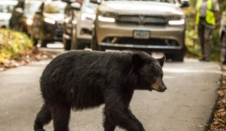 Great Smoky Mountains National Park Cracks Down on Illegal Bear Feeding Amid Rising Incidents