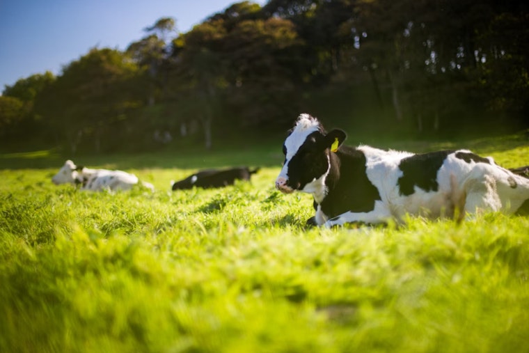 Hawai‘i Livestock Owners Urged to Register Brands by December 2025 Deadline to Avoid Losing Rights