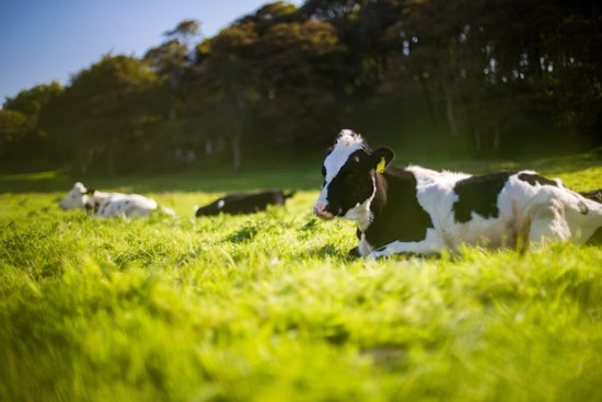 Hawai‘i Livestock Owners Urged to Register Brands by December 2025 Deadline to Avoid Losing Rights