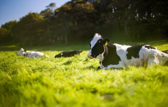 Hawai‘i Livestock Owners Urged to Register Brands by December 2025 Deadline to Avoid Losing Rights
