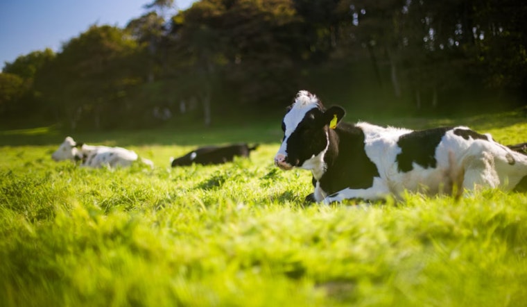 Hawai‘i Livestock Owners Urged to Register Brands by December 2025 Deadline to Avoid Losing Rights