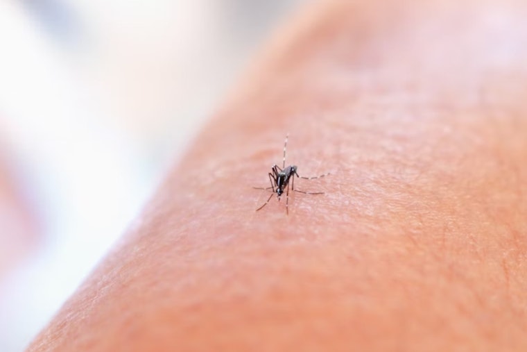 Health Alert: St. Louis Encephalitis Virus Detected in Salt Lake County Mosquitoes, Precautionary Measures Urged