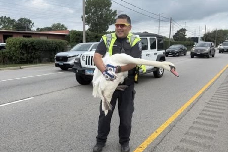 Highland Park Police Rescue Swans from Route 41 Traffic, Ensuring Safety for Commuters and Birds Alike