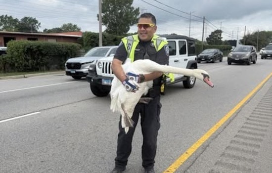 Highland Park Police Rescue Swans from Route 41 Traffic, Ensuring Safety for Commuters and Birds Alike