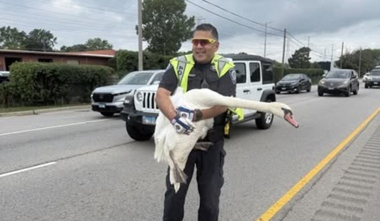 Highland Park Police Rescue Swans from Route 41 Traffic, Ensuring Safety for Commuters and Birds Alike