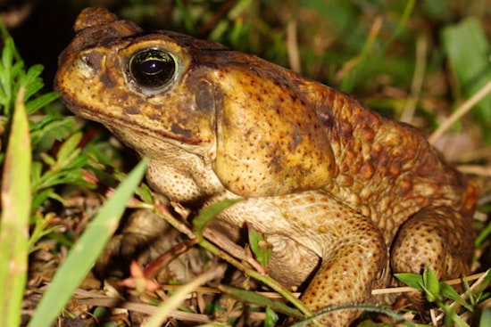 Hillsborough County Warns Pet Owners of Poisonous Cane Toads Amid Summer Rains
