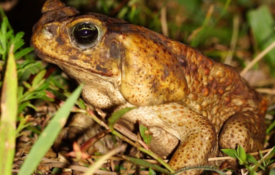 Hillsborough County Warns Pet Owners of Poisonous Cane Toads Amid Summer Rains