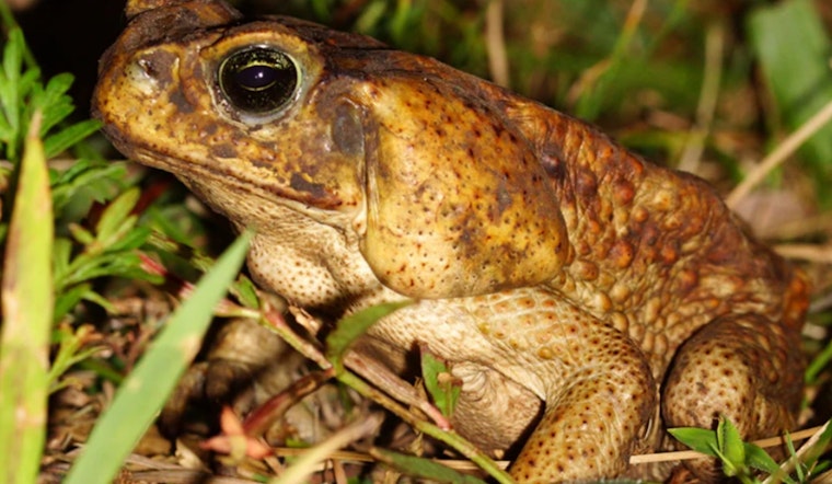 Hillsborough County Warns Pet Owners of Poisonous Cane Toads Amid Summer Rains