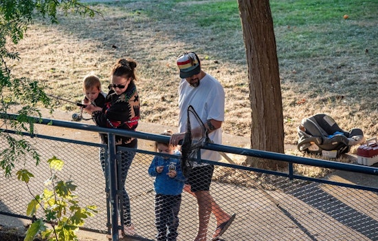 Historic Return of Chinook Salmon Expected in Downtown Bellingham's Whatcom Creek