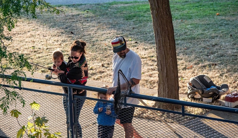 Historic Return of Chinook Salmon Expected in Downtown Bellingham's Whatcom Creek