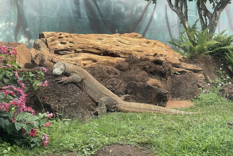 Honolulu Zoo Mourns the Loss of Doc, a Trailblazing Komodo Dragon, at Age 32