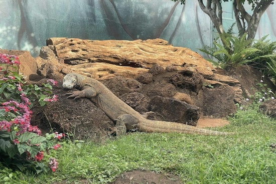 Honolulu Zoo Mourns the Loss of Doc, a Trailblazing Komodo Dragon, at Age 32