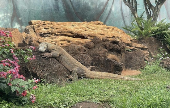 Honolulu Zoo Mourns the Loss of Doc, a Trailblazing Komodo Dragon, at Age 32