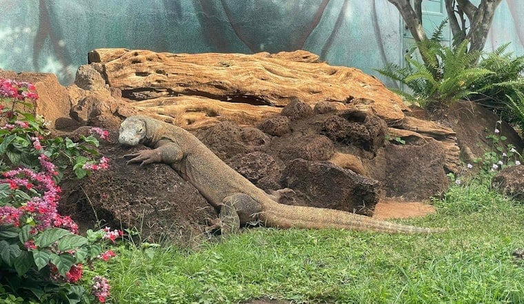 Honolulu Zoo Mourns the Loss of Doc, a Trailblazing Komodo Dragon, at Age 32